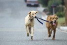 dog-walking
