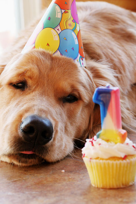 dogcoach compleanno