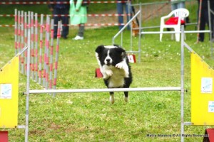 Agility dog by Mattia Marasco © All Rights Reserved