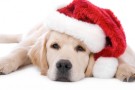 un cucciolo per Natale