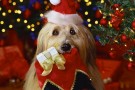 Christmas Dog Holding Stocking