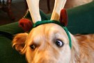 auguri natale dog coach