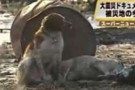 giappone_cane-300x225