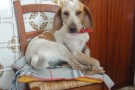 Anna 11 mesi 10 kg adozione Firenze (2)