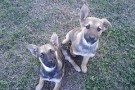 Due cani Lilly e Miele - Photo by Maurizio Prando