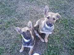 Due cani Lilly e Miele - Photo by Maurizio Prando
