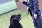 Francesca Grazi - Toscana Loves Dogs