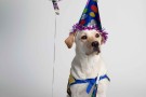 birthday-dog