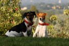 smarrite lola e olivia - Jack Russell
