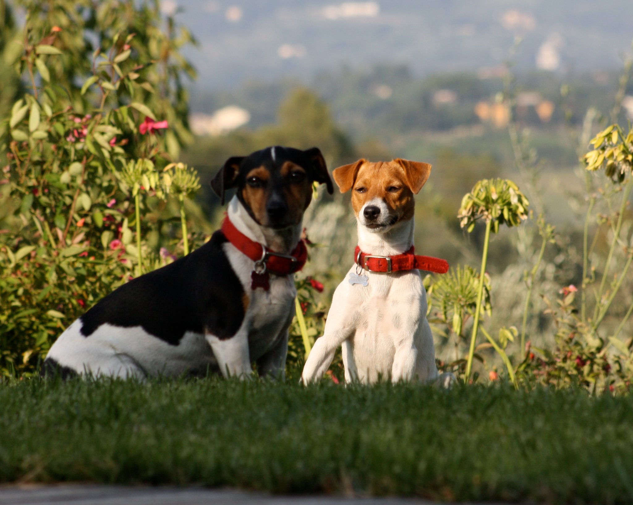 smarrite lola e olivia - Jack Russell