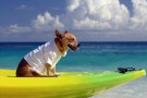 weekend di sole col cane