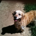 Jindi Golden Retriever 7 anni cieco Alessandria - 1