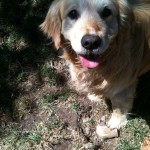 Jindi Golden Retriever 7 anni cieco Alessandria