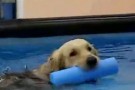 swimmingdogs firenze piscina2