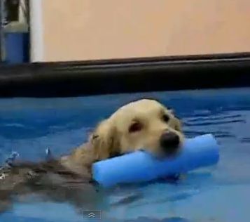 swimmingdogs firenze piscina2