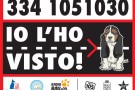 Abbandono-Animali-Io-lho-visto