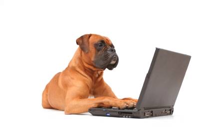 dog_working_on_laptop