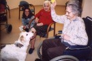pet_therapy_terapia_con_animali_anziani_disabili