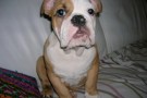 rudolf bulldog inglese