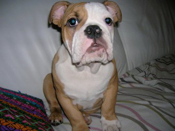 rudolf bulldog inglese