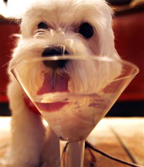 dog cocktail