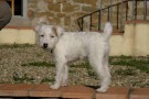 parson terrier naima simone fallaci
