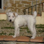 parson terrier naima simone fallaci
