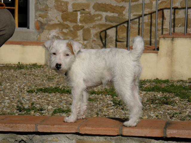 parson terrier naima simone fallaci