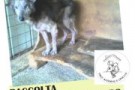 raccolta cibo canili di campobasso