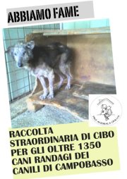 raccolta cibo canili di campobasso