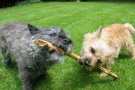 640px-Cairn-Terrier-Garten2