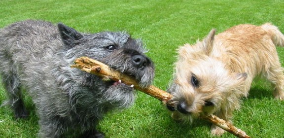 640px-Cairn-Terrier-Garten2