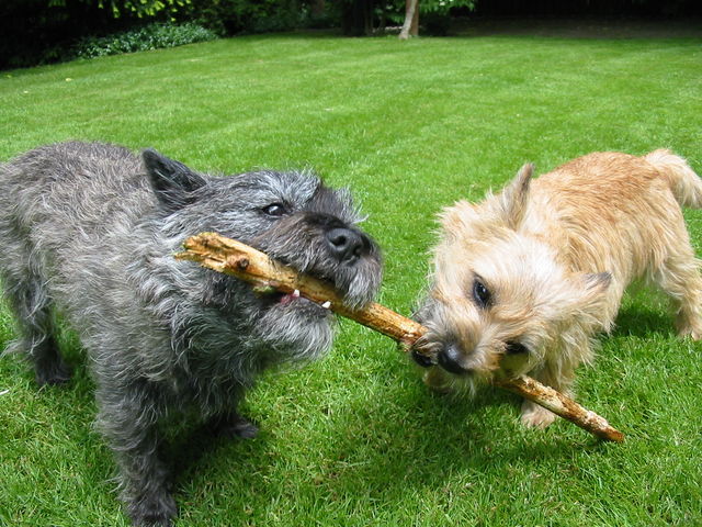 640px-Cairn-Terrier-Garten2