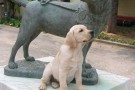 Scuola nazionale cani guida per ciechi scandicci