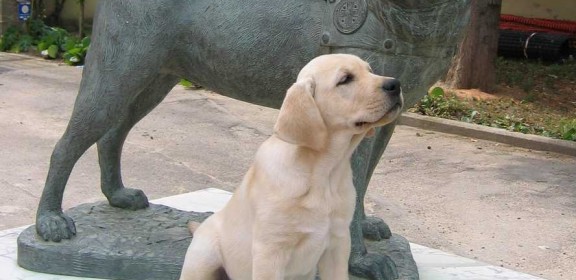 Scuola nazionale cani guida per ciechi scandicci