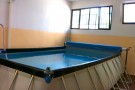 Swimming dogs Firenze Via pisana piscina per cani 3
