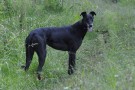 bud Greyhound prato
