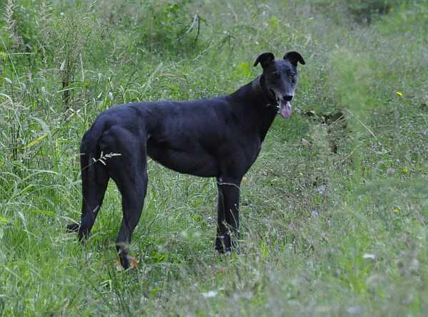 bud Greyhound prato