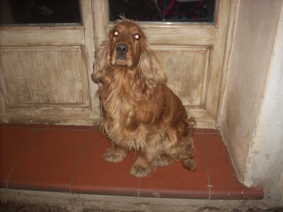 ROMEO 3 anni