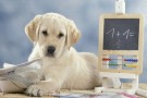 EYEDEA_JACANA_0745037_cane-