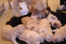 cuccioli Golden adottare sopprimere 2