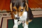 emozioni  cane beagle