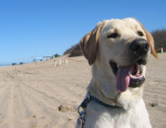 cani caldo