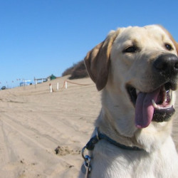 cani caldo
