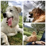 dogcoach-2000fan-facebook