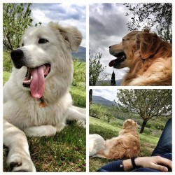 dogcoach-2000fan-facebook