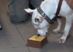 problem-solving-cane-scatola