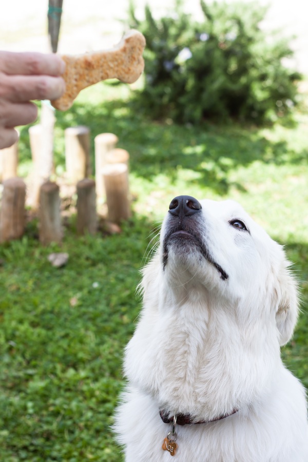 Biscotti per cani fatti in casa Dog Coach