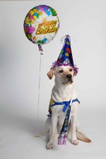 birthday-dog