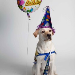 birthday-dog